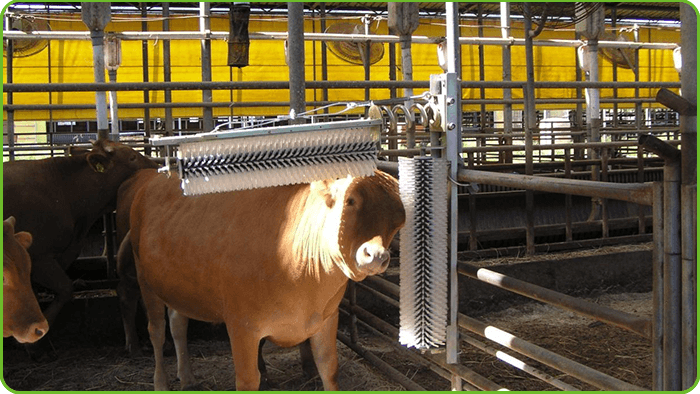 Cattle Brush