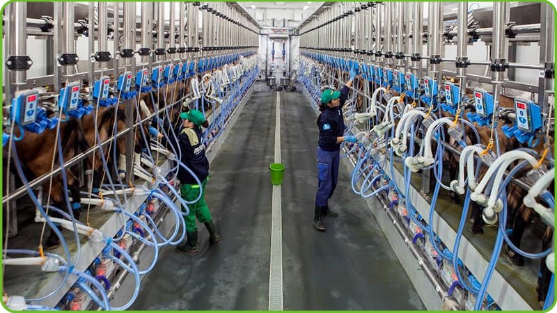 Parallel Milking Parlor