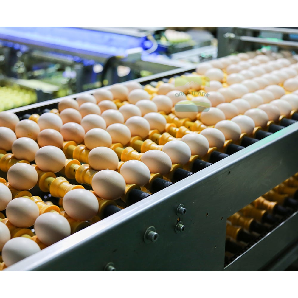 Egg roller conveyor closeup
