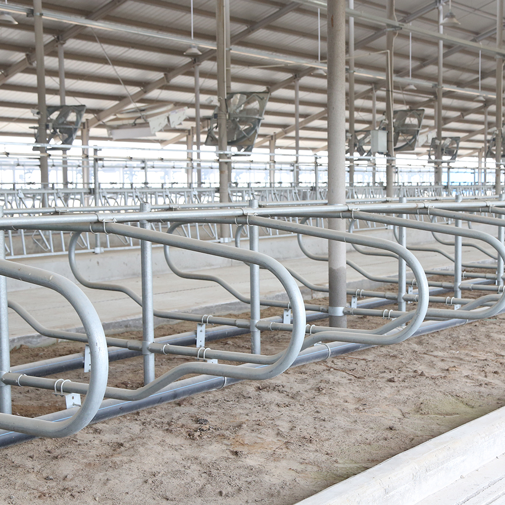 500 cows modular dairy farm overall layout