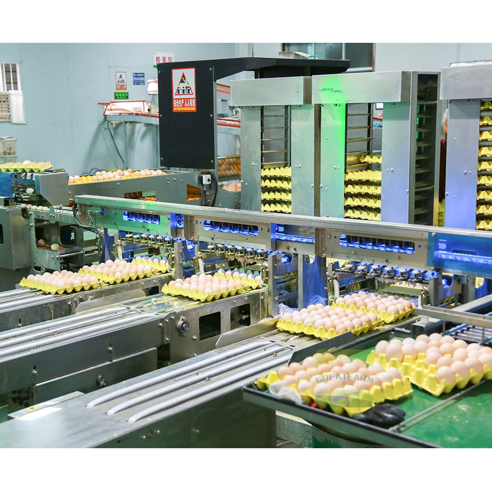 Egg tray loading and sorting machine section