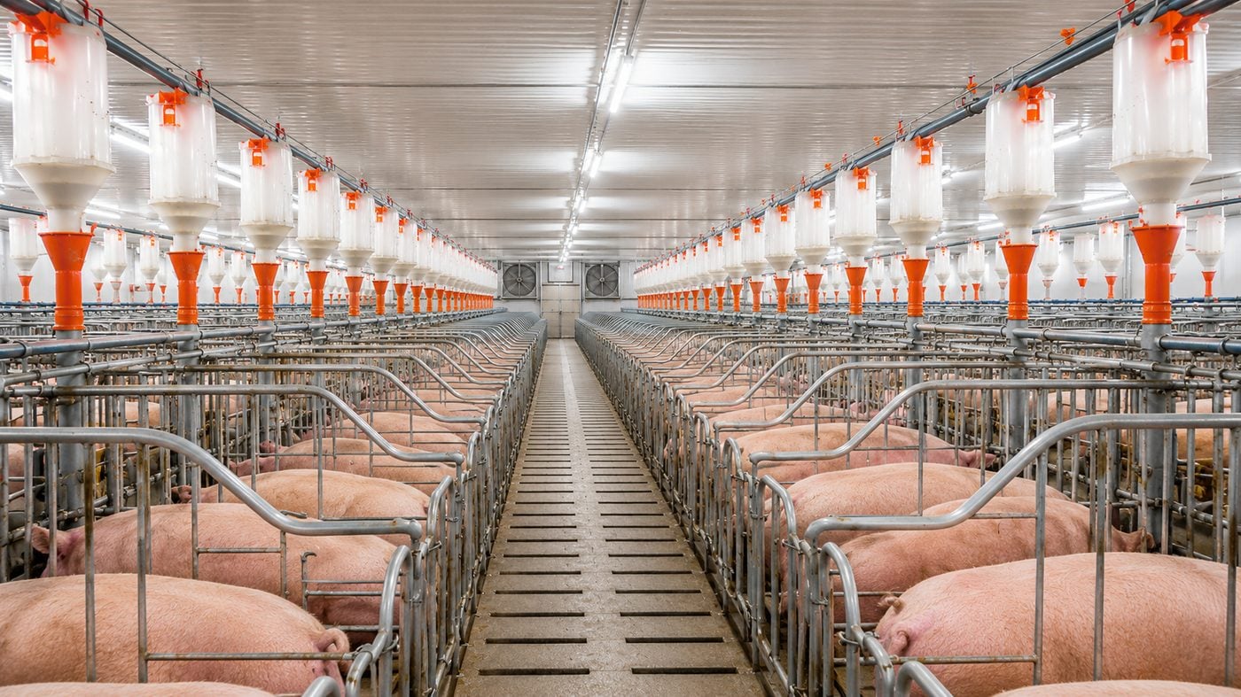 Fully automated pig farm breeding equipment