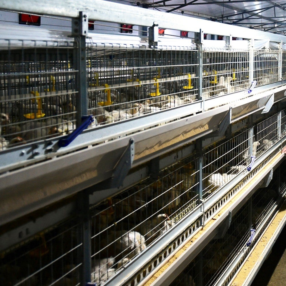 broiler farm cage house corridor reference configuration