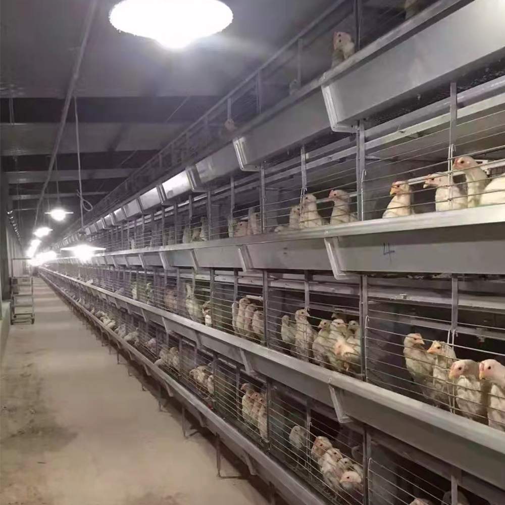 Efficient Automated Feeding Systems