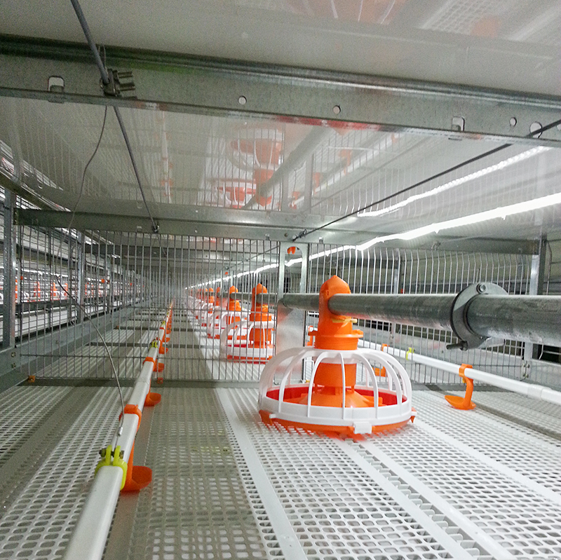Automatic pan feeding line for breeder chicken floor rearing
