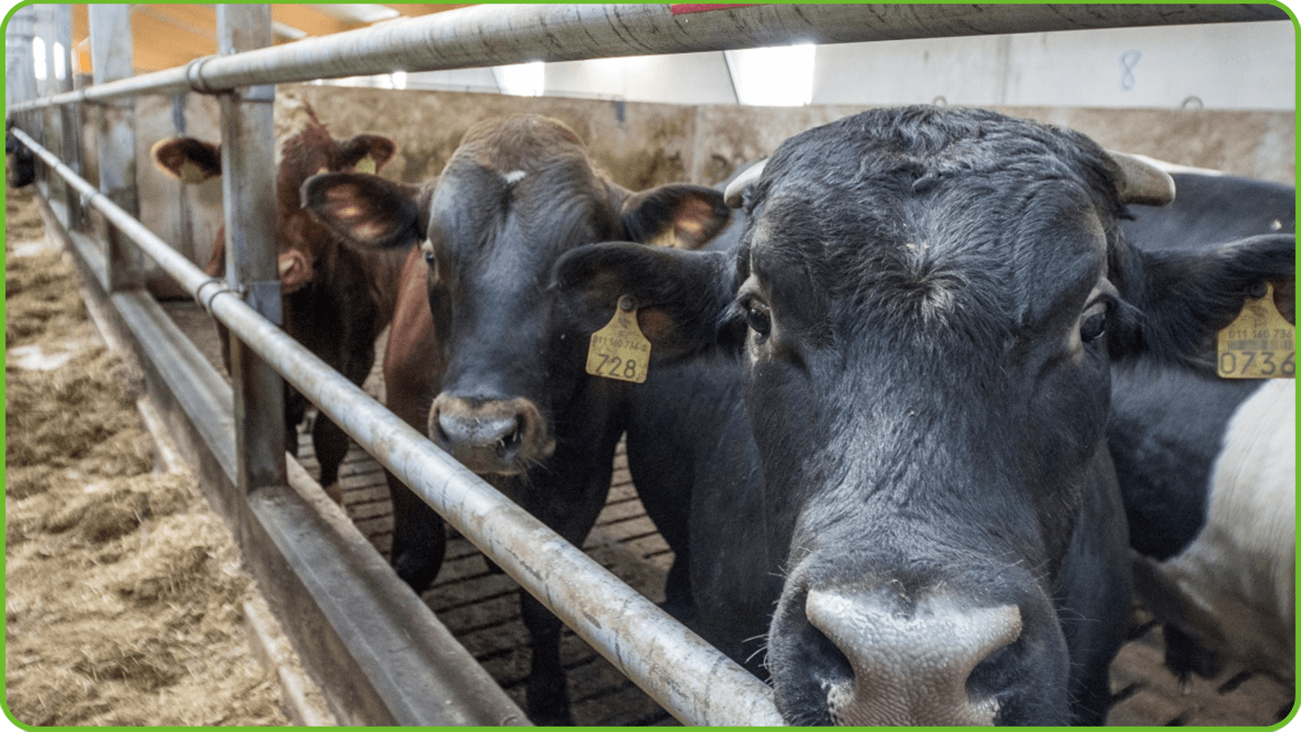 Cattle Neck Rail
