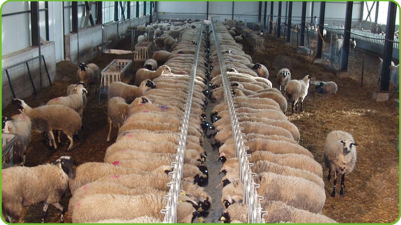 Ground Belt Feeding System