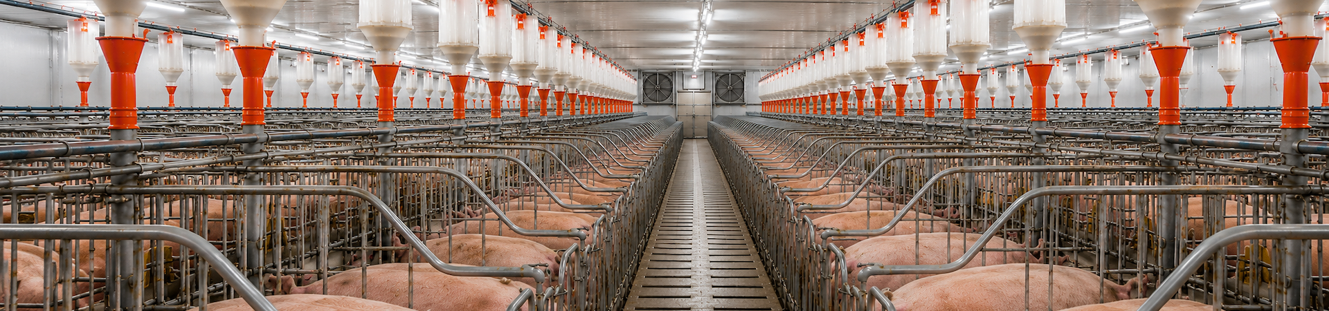 Pig Farming Equipment