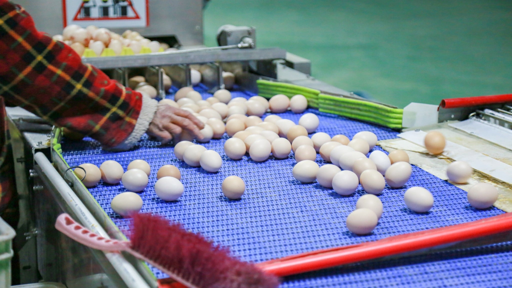 Worker checking eggs on conveyor