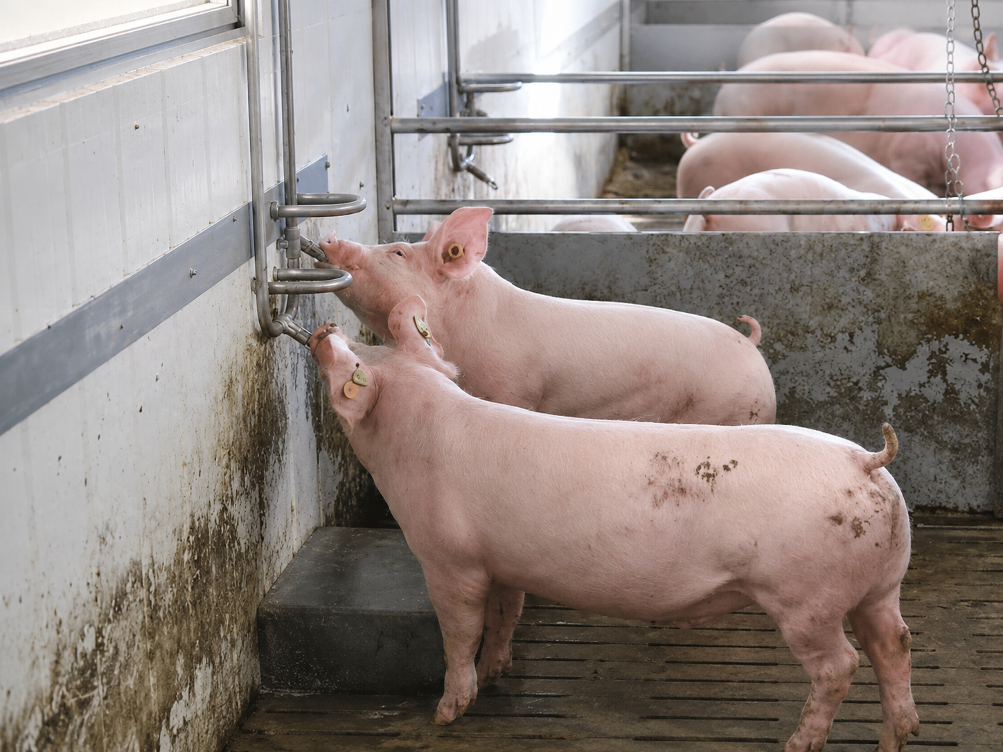 Grow-finish pigs drinking