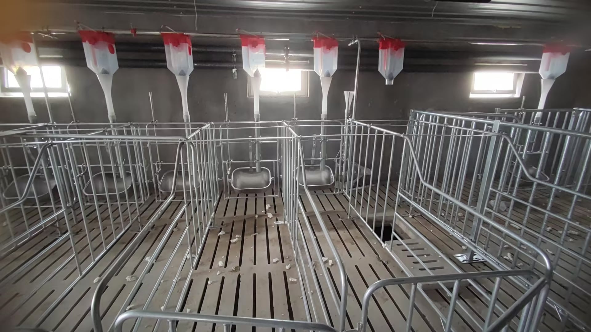 Boar stall arrangement inside the boar house