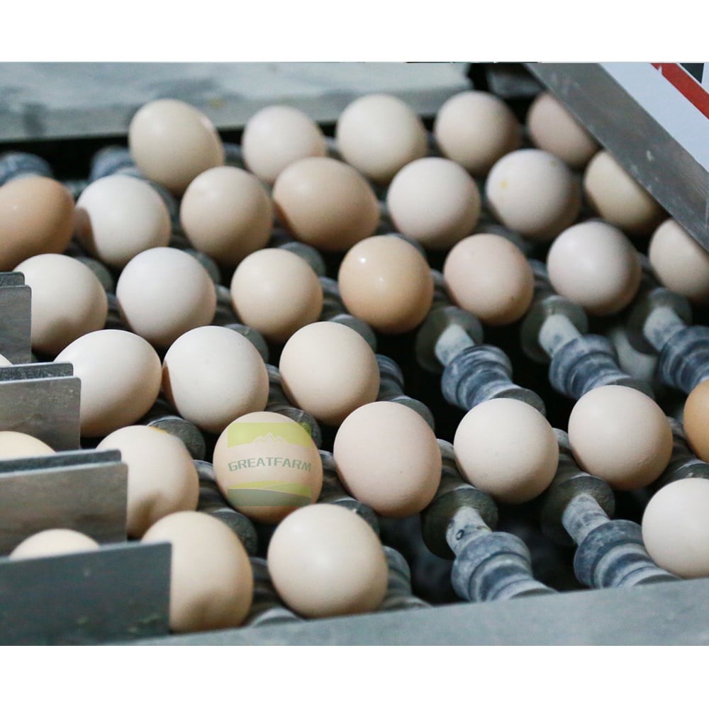 Roller conveyor detail