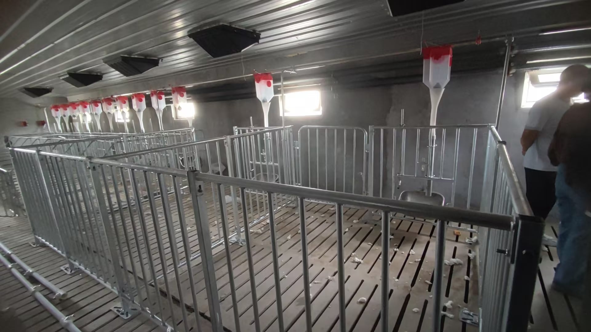 Boar house interior view with multiple stalls
