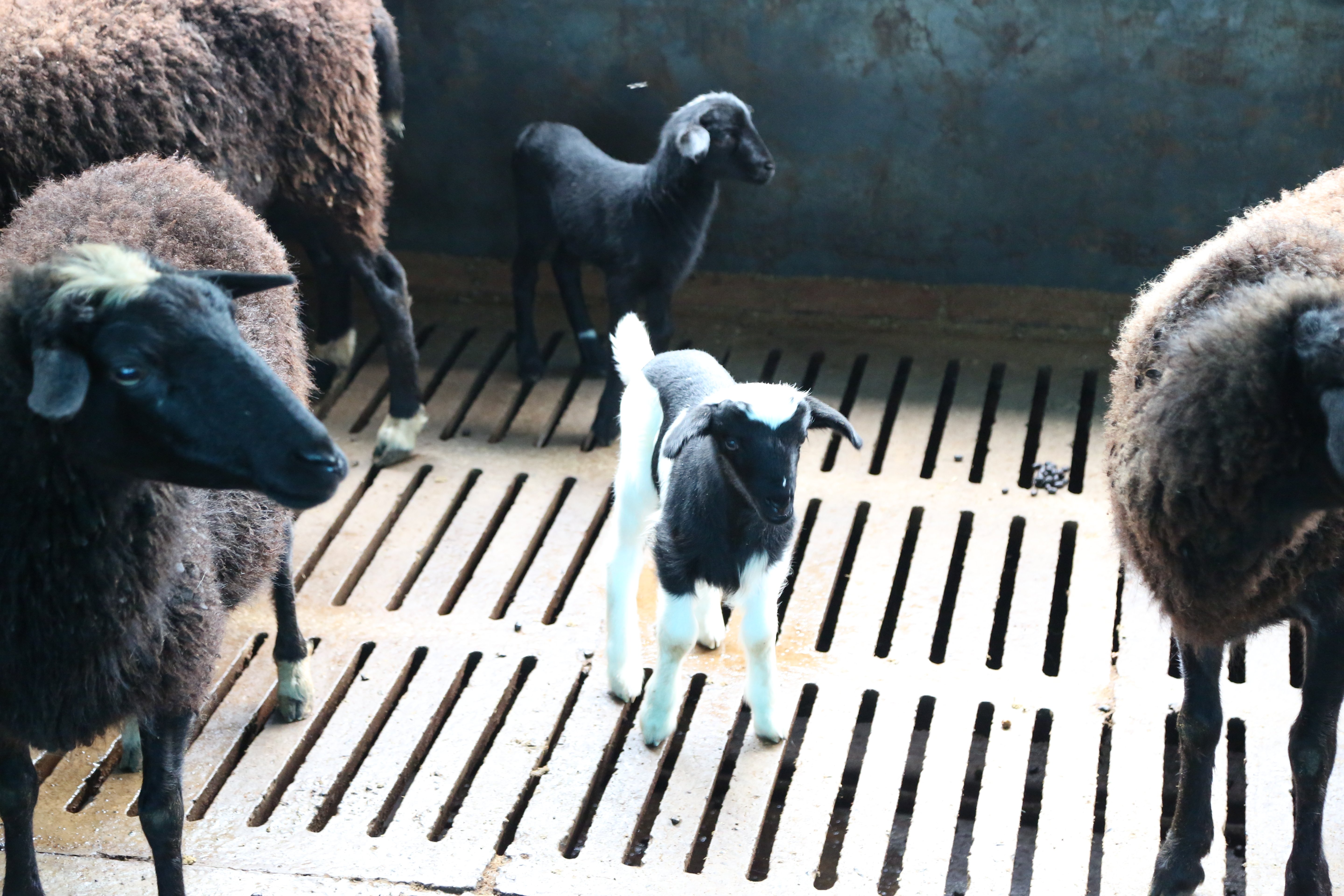 goat kid nursery area