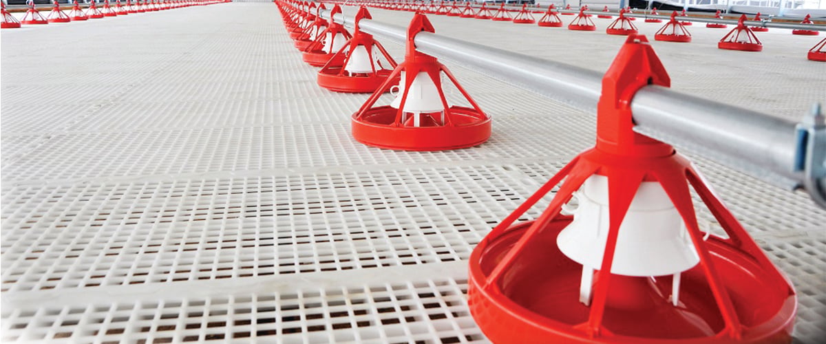 Plastic slat floor system for breeder floor rearing project