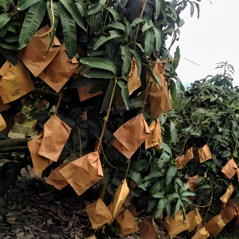 The advantages of using stand up pouches for preserving food quality.