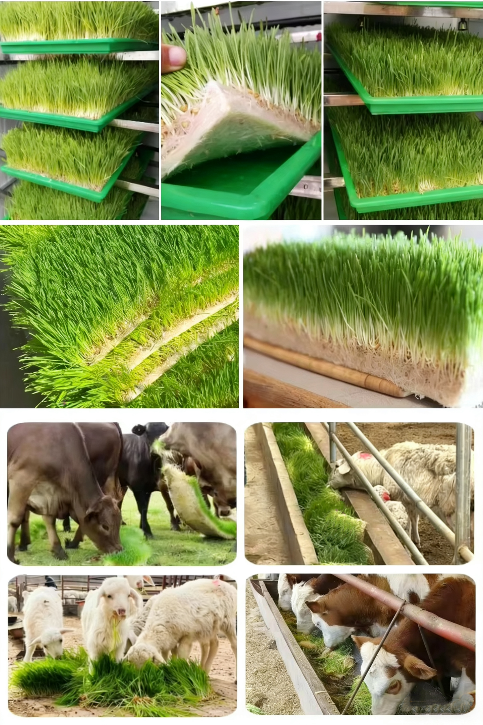 应用(4d8d79dc97).jpg