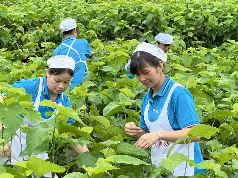Mulberry garden