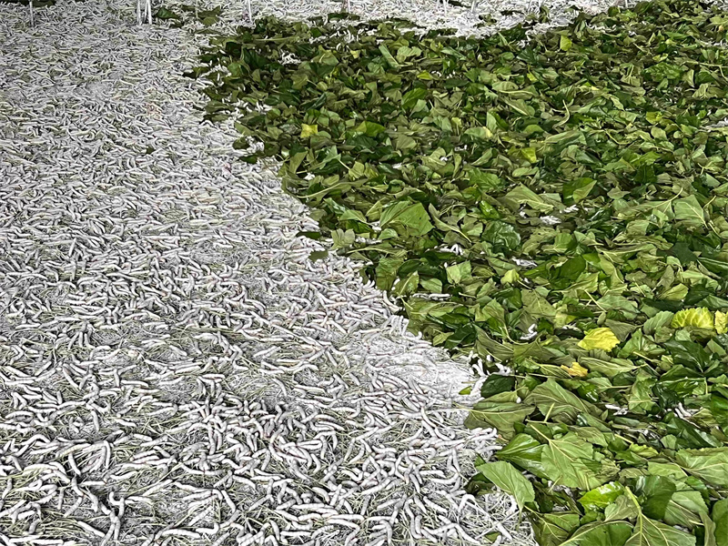 Sericulture