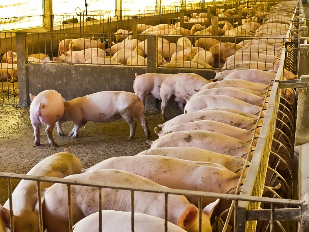 Livestock Farming