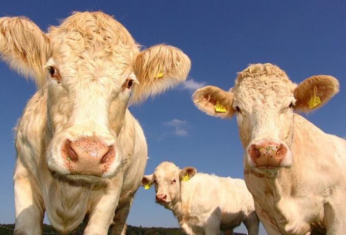 Amino Acids & Functional Feed Ingredients