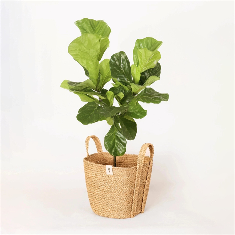 Nature Basket