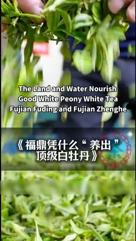 320:The Land and Water Nourish Good White Peony