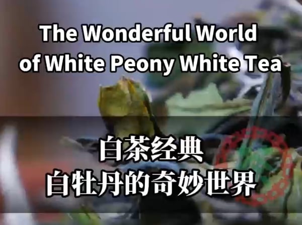 313:The Wonderful World of White Peony White Tea