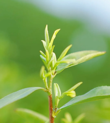 Anji Bai Green Tea: The Umami Essence from the Heart of the Bamboo Sea