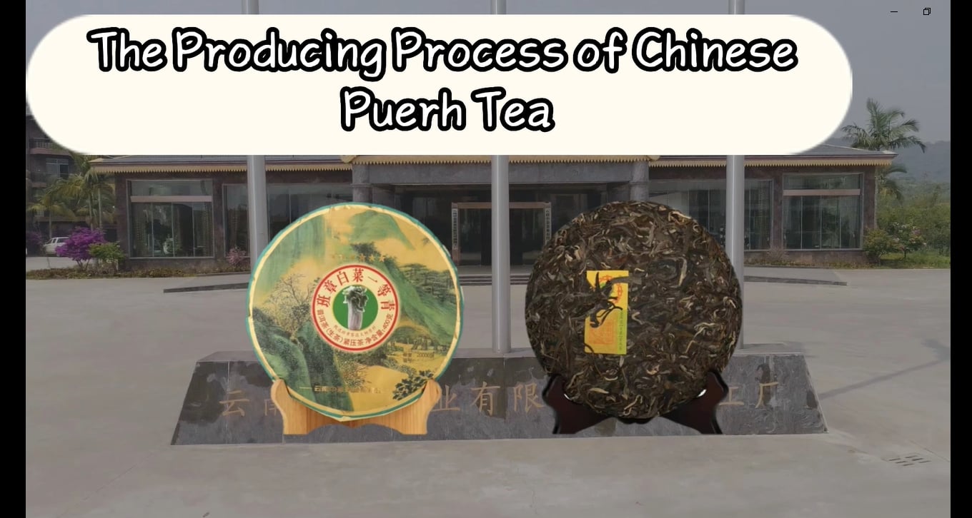 117: The production process of Chinese Puerh Tea