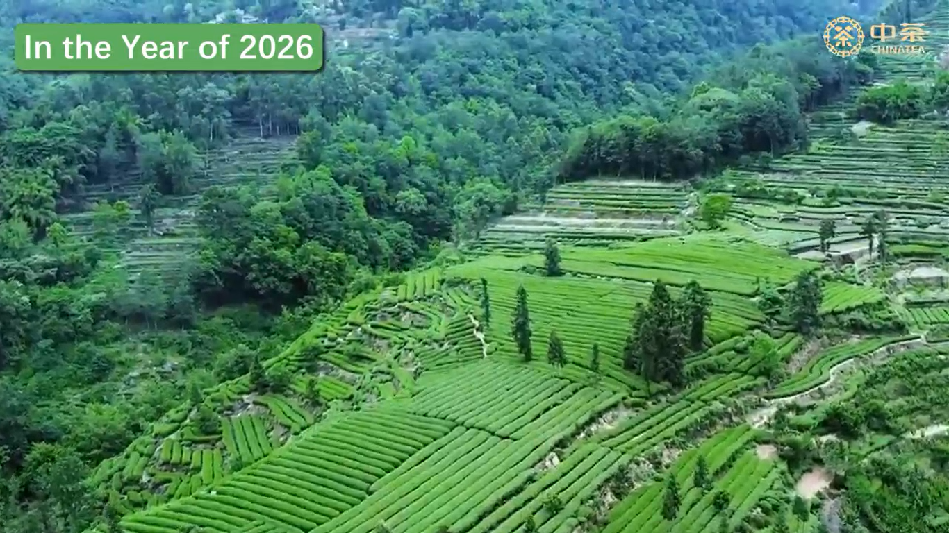 452: 2026 China Tea New Season Green Tea Products