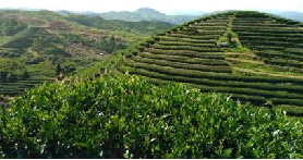 white tea  the soil and water of one place nurture a good tea leaf-1