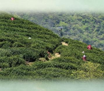 Lake-Mountain Essence • Cuiya | Originating from 1st Batch of Nationally Recognized Ecological Low-Carbon Tea Plantations