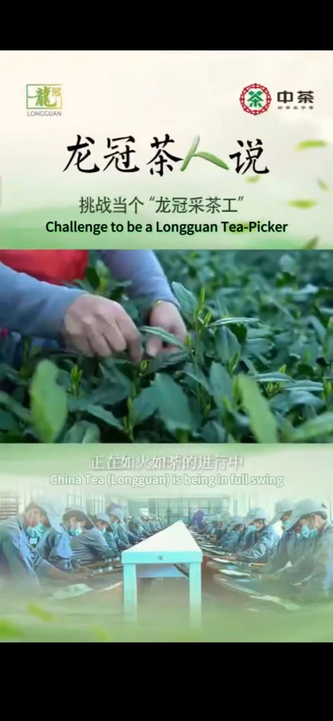 314:Challenge to be a Longguan Tea-Picker
