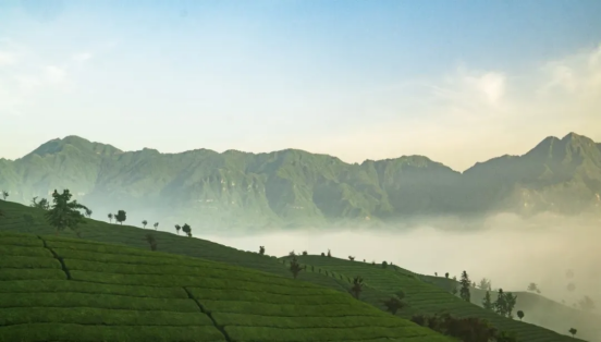 A Gift from Hubei | China Tea Enshi Yulu: Capturing Wuling Mountain's Spring in a Box
