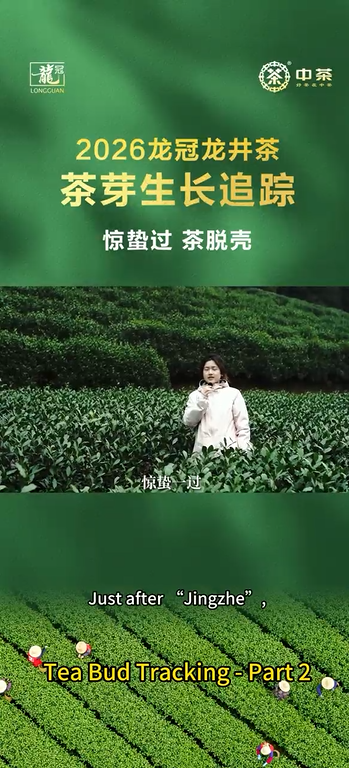 465: Tea Bud Tracking - Part 2