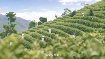 the pinnacle of business gifting golden china tea series green tea is now officially launched-9