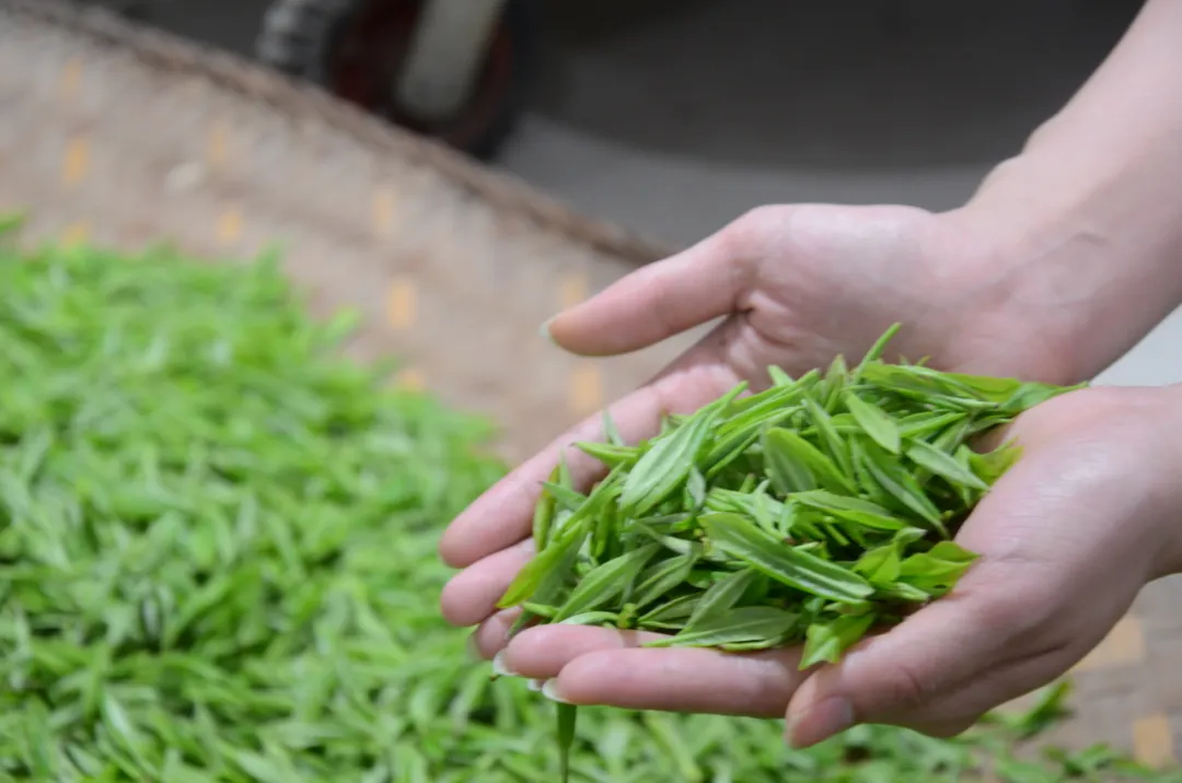 Golden Monkey King · Selected Jasmine Tea | Enjoy in One Bag, Crisp Tea & Floral Aroma!