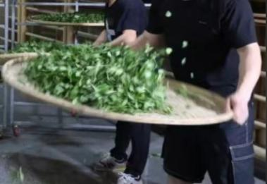 Some Famous Oolong Tea: