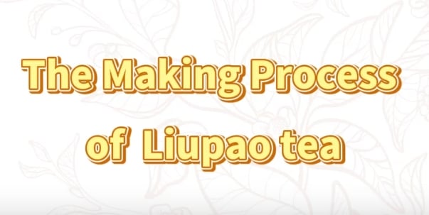 308: The making process of Liupao tea