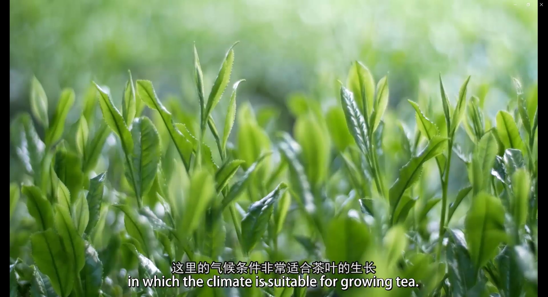 107:China Tea(Wuzhou) specialized in Liupao Tea