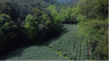 the pinnacle of business gifting golden china tea series green tea is now officially launched-1