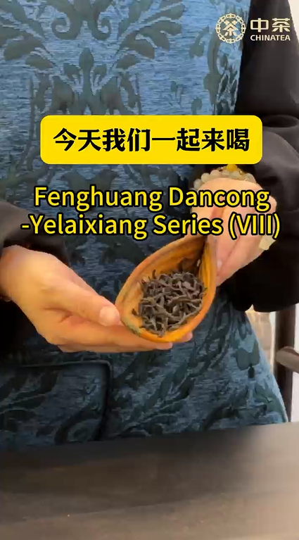 443:Fenghuang Dancong-Yelaixiang Series (VIII)