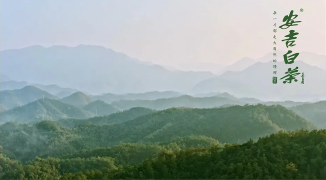 Anji Bai Green Tea: The Umami Essence from the Heart of the Bamboo Sea
