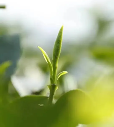 Spring in a Sip! China Tea Green Queshe Makes its Elegant Debut