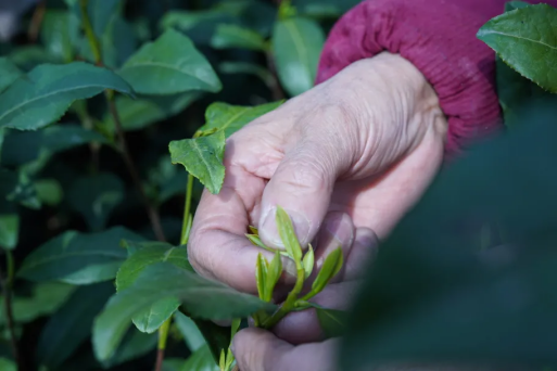 The sheer strength of Shifeng Longjing: Why is it the undisputed 'MVP' of green teas?