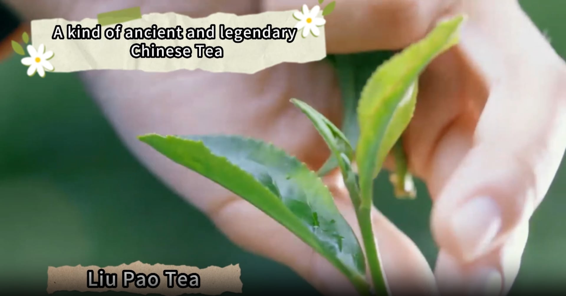 108: Learn about Liupao Tea