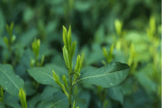 The sheer strength of Shifeng Longjing: Why is it the undisputed 'MVP' of green teas?