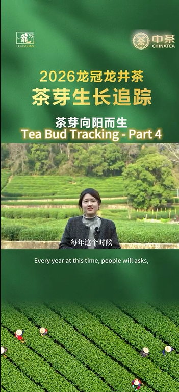 467: Tea Bud Tracking - Part 4