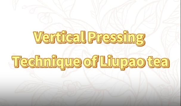 309:Vertical Pressing Technique of Liupao tea